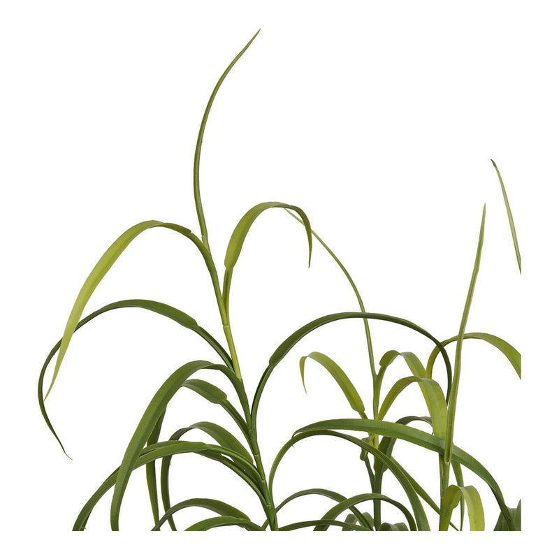 Grasplant, groen, H:68 cm