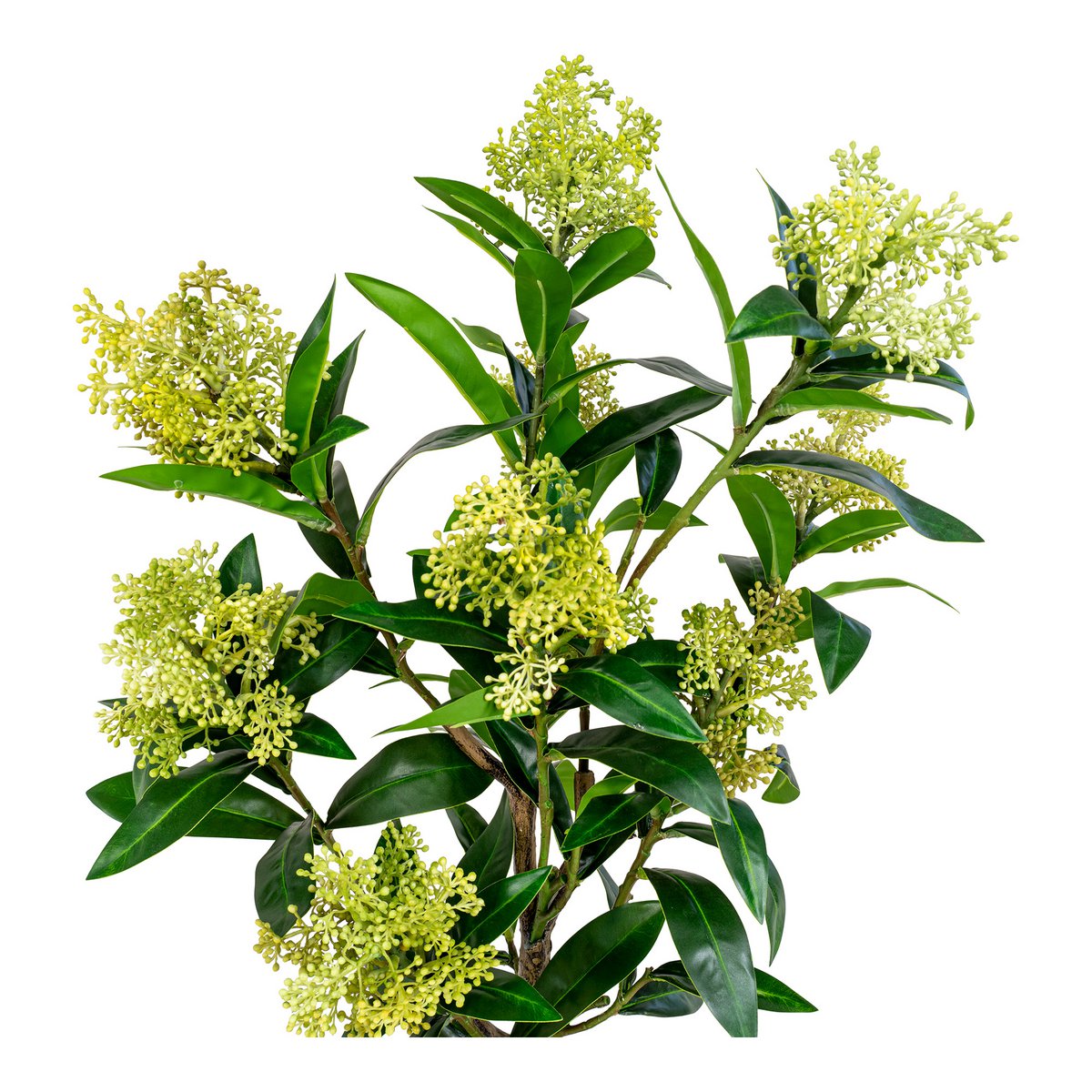 Skimmiaboom - Groen, PE-kunststof, H:75 cm